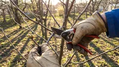 Aceste copaci și arbuști trebuie tăiați în aprilie. Dacă nu faceți acest lucru, veți pierde recolta.