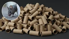 Cum să scapi de șoareci în casă folosind un suport pentru periuța de toaletă: o capcană eficientă făcută acasă