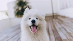 10 lucruri mărunte care îți vor face câinele fericit